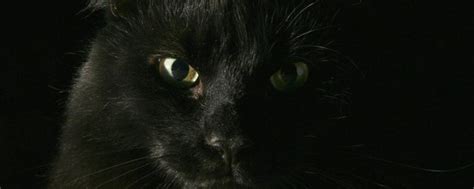 看面相 黑猫来家里代表什么